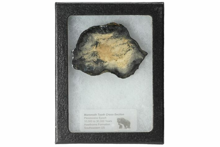 Mammoth Molar Slice With Case - South Carolina #99519